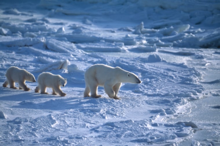 The largest island of the Svalbard archipelago in the Arctic Ocean, Spitsbergen's east coast is desolate, but it's also a perfect place to spot polar bears. The $14,000 itinerary includes snowmobiling, camping and skiing.
